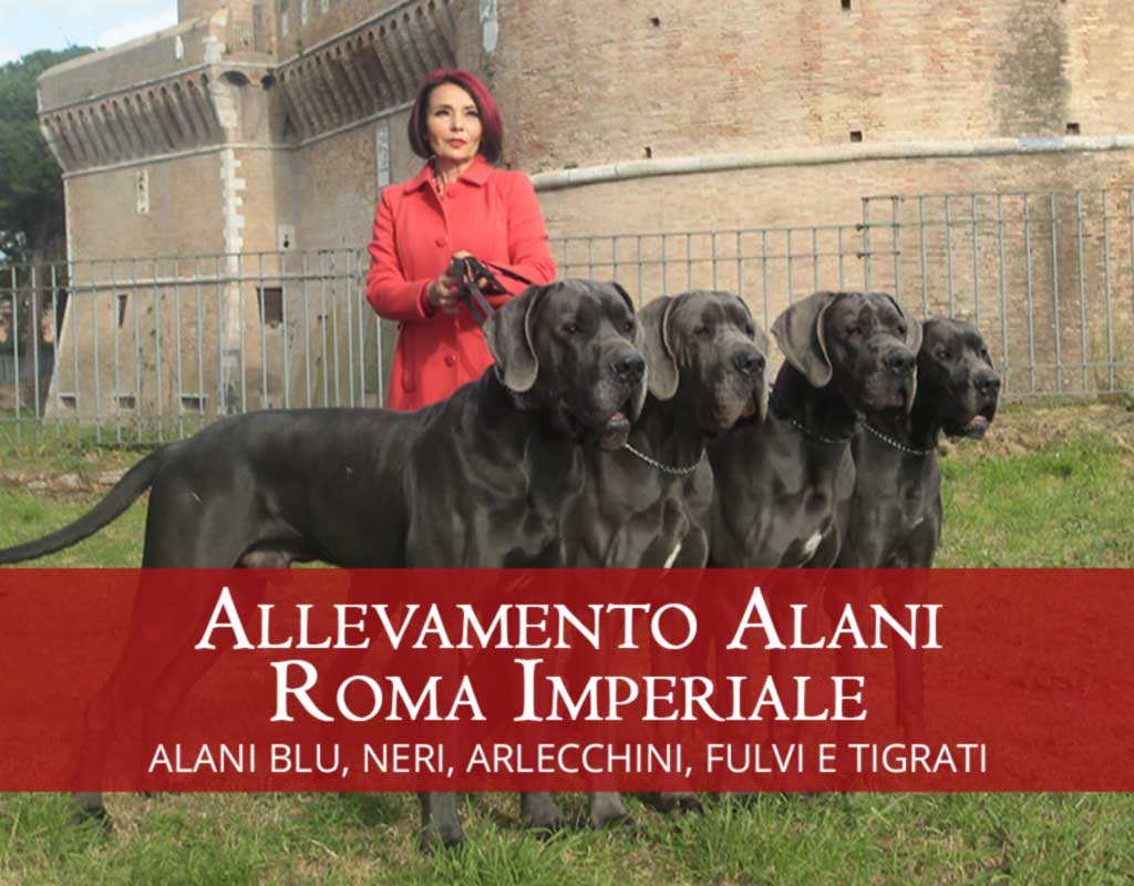 Allevamento Alani Roma Imperiale Allevamento Alani Roma Imperiale