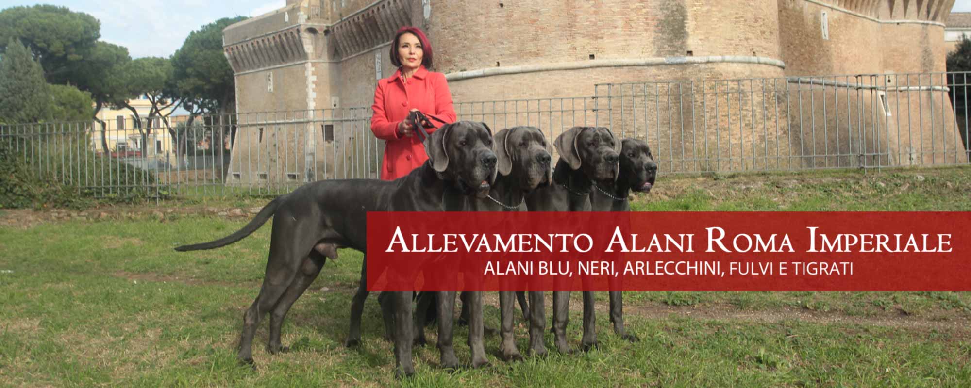 Allevamento Alani Roma Imperiale Allevamento Alani Roma Imperiale