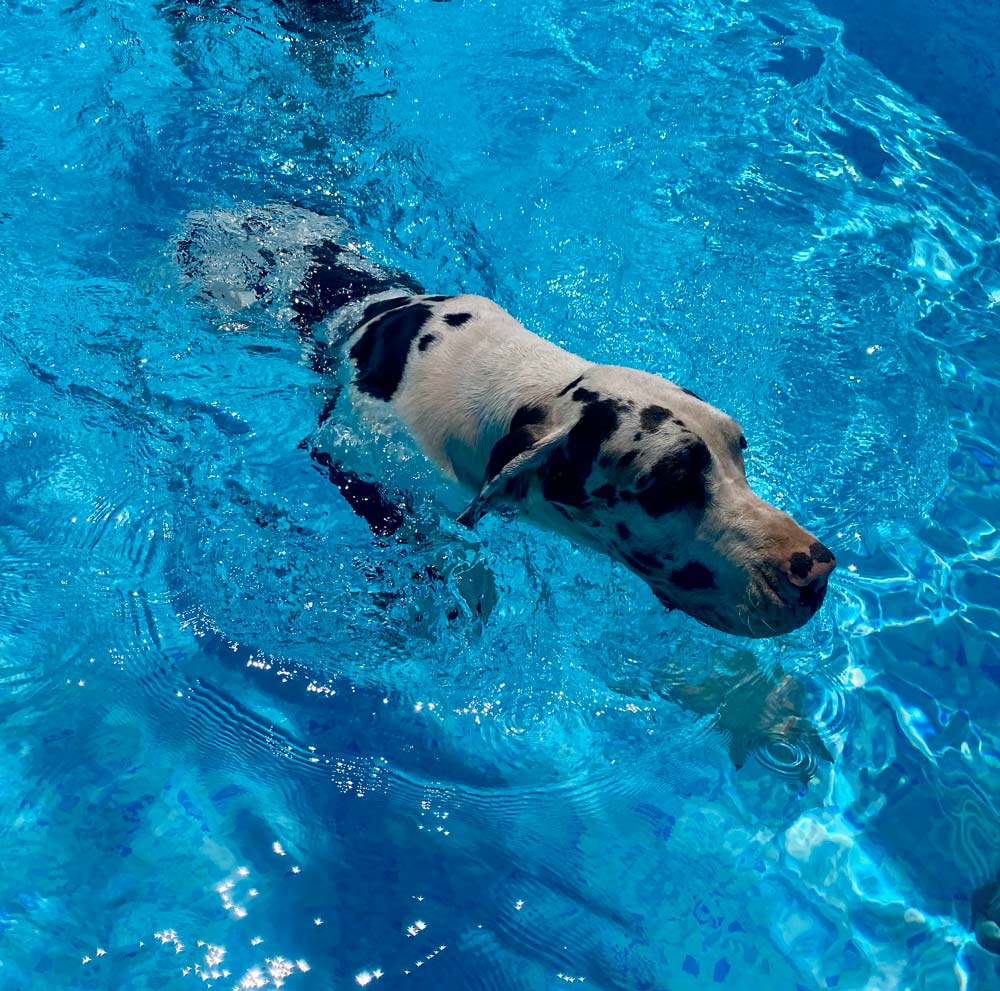 piscina-per-cani-05